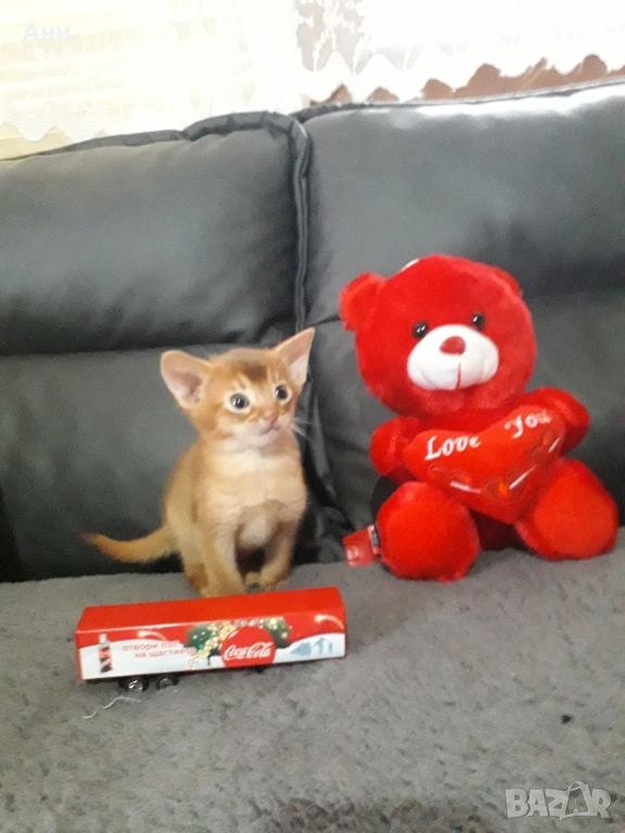Уникално  Абисинско Котенце, снимка 1