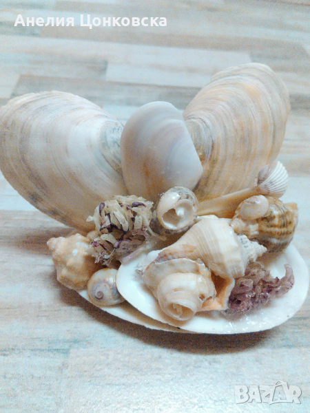 Морски сувенири уникати,7 лв.брой, снимка 1
