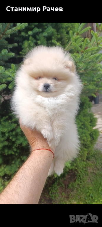 Померан Померани , снимка 1