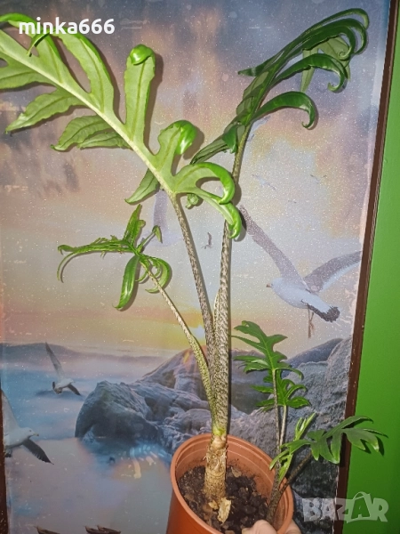 алоказия Жаклин, снимка 1