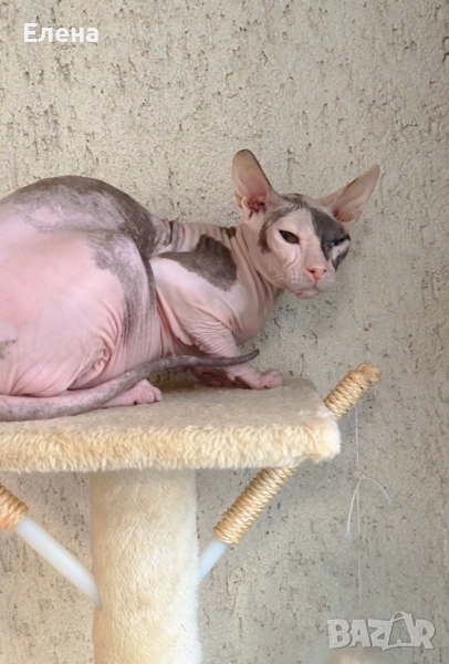 Дон Сфинкс кастрирана женска котка, снимка 1