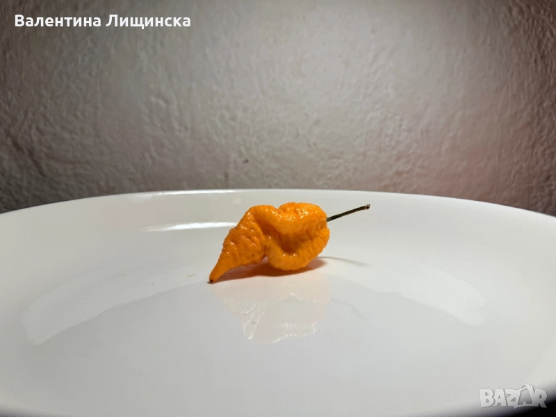  резервиране на разсад от люти чушки, снимка 1