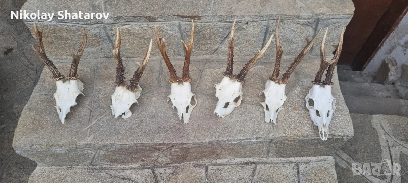 Трофеи от съръндак , снимка 1