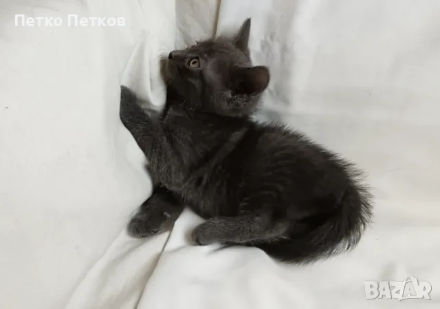 Подарявам 2 котенца - момченца/ Kleine Katzen zu verschenken, снимка 4 - Други - 55722818