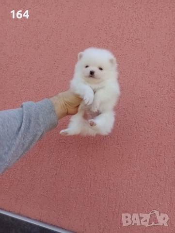 Померани. Белички. Реални снимки !!!, снимка 8 - Померан - 52926285