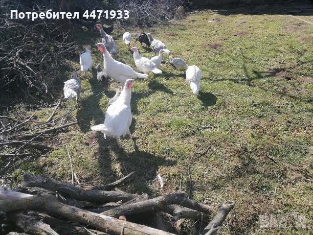 пуйчета на три месеца, снимка 2 - Кокошки и пуйки - 53861878