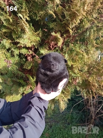 Померански Шпицове., снимка 3 - Померан - 53455305