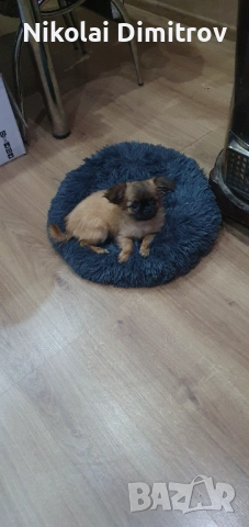 Мини сладурана , снимка 4 - Пинчер - 52889039