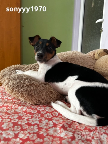 ДЖАК РЪСЕЛ 0201262022, снимка 14 - Джак ръсел териер - 52957926