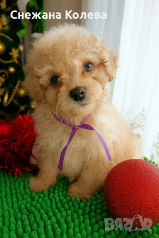 Кученца от порода Помапу , снимка 2 - Други - 52854678