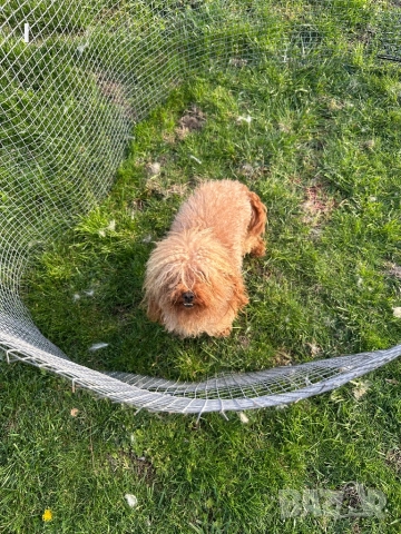 Той Пудел , снимка 2 - Пудели - 50623844