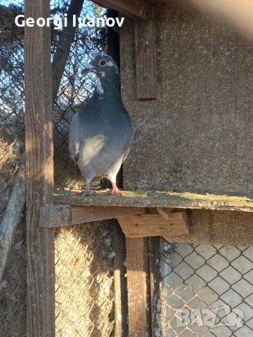 спортни пощи женски, снимка 8 - Гълъби - 53636917