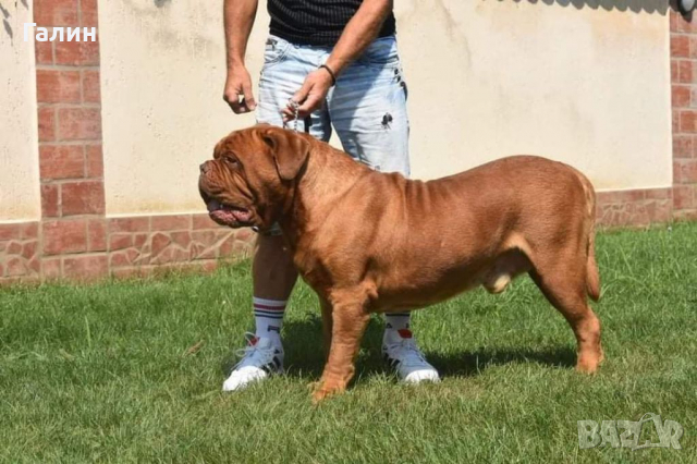 Дог бордо,Дог де Бордо, френски мастиф , снимка 4 - Мастиф - 36369129