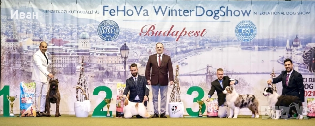 Cane Corso ELITE, снимка 10 - Кане корсо - 52355264