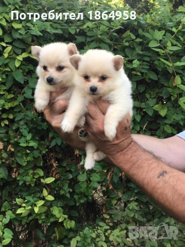 Бебета ПОМЕРАН Доставка, снимка 2 - Померан - 53714253