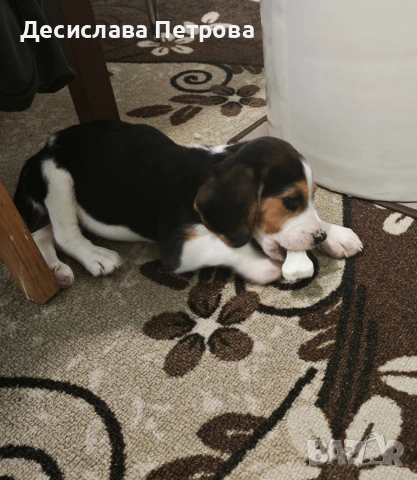 Продавам куче порода Бигъл, снимка 5 - Бигъл - 53692280