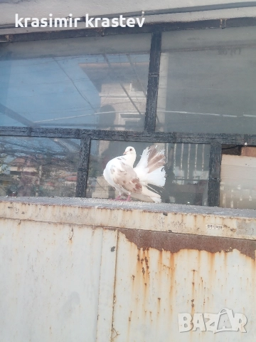 продавам гълъби, снимка 2 - Гълъби - 52823409