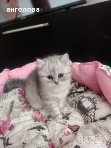 Сребърна чинчила , снимка 4 - Британска късокосместа - 53581047