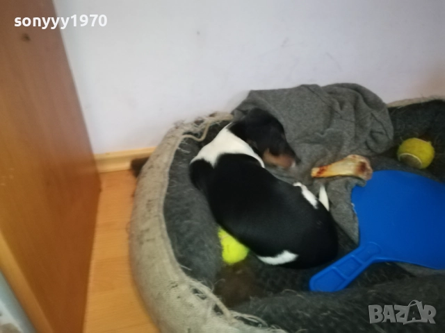 ДЖАК РЪСЕЛ 1011250842, снимка 9 - Джак ръсел териер - 52358129