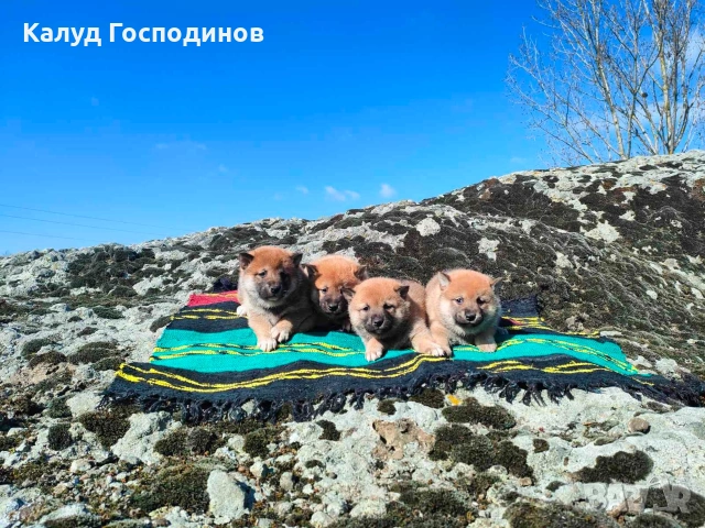 Продавам кученца Шиба Ину, снимка 6 - Шиба ину - 53659658