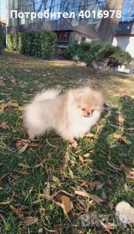 Померан Момиче с Родословие FCI, снимка 2 - Померан - 52822321