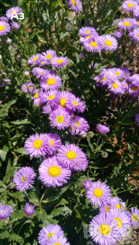 Продавам семена на цветя Маргарита, градинска, синя, снимка 5 - Разсади - 36401385