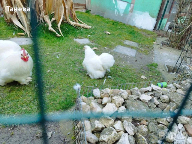 Мини кохин, снимка 4 - Кокошки и пуйки - 53711670