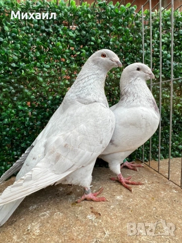 Саксонски Леден, Звезни, Стандарт пощи, снимка 9 - Гълъби - 53406636