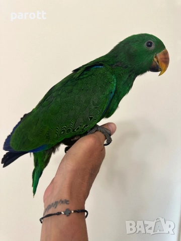 Ръчно хранен папагал Еклектус