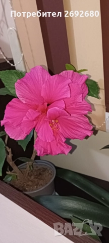 Китайска роза/хибискус/видове/стайно растение , снимка 12 - Стайни растения - 51079081