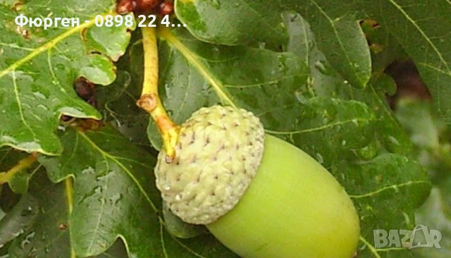 Дъб - Обикновен, снимка 2 - Разсади - 51077307