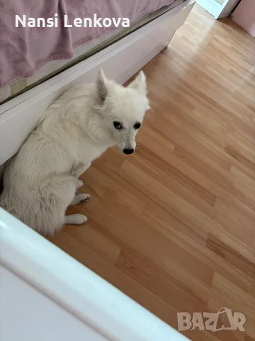 🐶 Продавам немски шпиц – 8 месеца ❤️ Продавам женско кученце от породата немски шпиц, на 8 месеца, , снимка 3 - Немски шпиц - 56208412