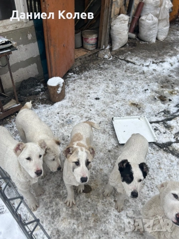 Продавам женски алабаи, снимка 7 - Алабай - 53400045