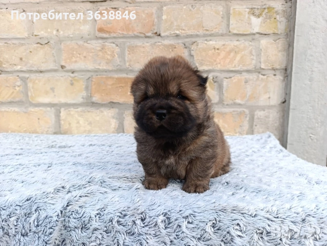 Чау Чау , снимка 4 - Чау Чау - 52948818