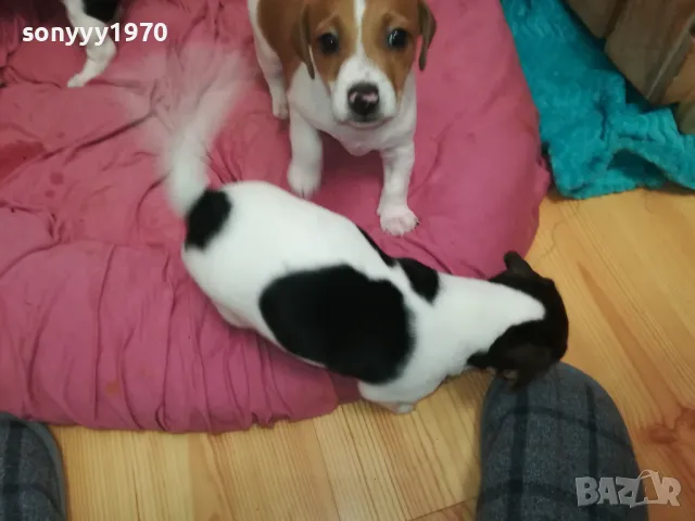 джакчета-сладурковци родени на 191224г-250лв за едно 2901250655, снимка 16 - Джак ръсел териер - 48873052