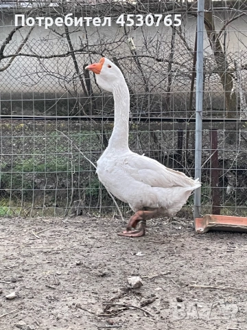 Мъжки Холмогорски Гъски, снимка 2 - Патици и гъски - 53677821