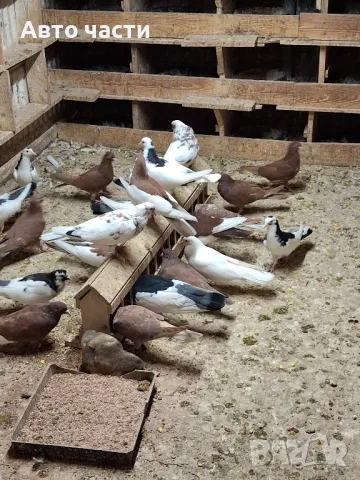 пазарджишки гълаби на хвърче не, снимка 11 - Гълъби - 48931182