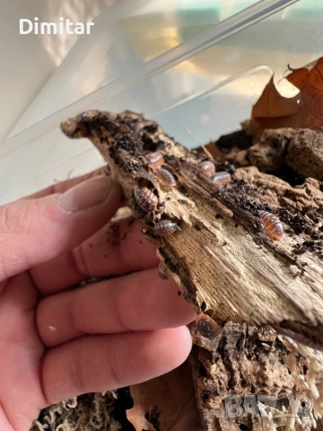 Armadillidium Klugii “Montenegro” изоподи, снимка 3 - Други - 53743568