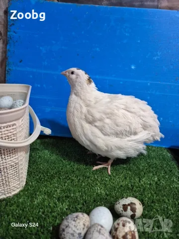 яйца от бройлерни Пъдпъдъци, снимка 1