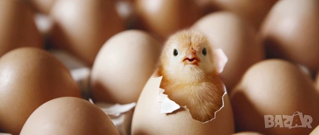 Ремонт на Инкубатори, снимка 2 - За птици - 38753485