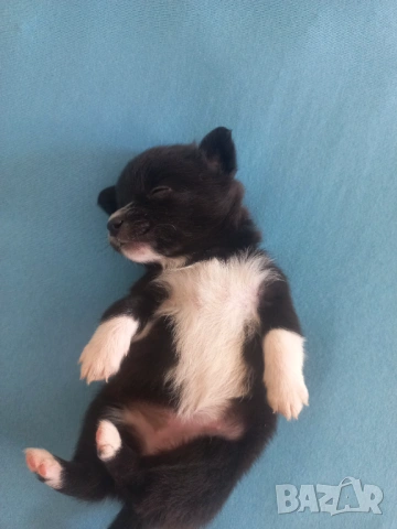 чихупинчери, снимка 4 - Чихуахуа - 53137310