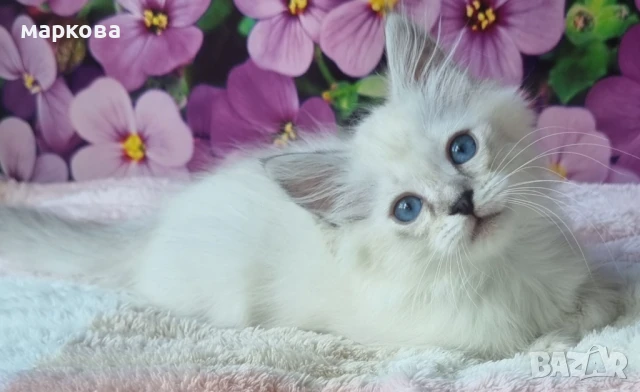 Сибирска-Невска маскарадна, снимка 2 - Сибирски - 41361142