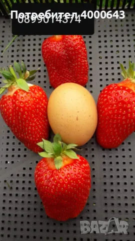 Целогодишен сорт разсад ягоди и малини , снимка 3 - Разсади - 49029718