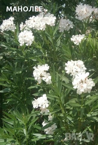 🌼🪷🌼🪷Зокум / олеандър /🌼🪷🌼🪷