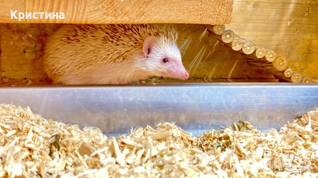 Декоративно таралежче, снимка 2 - Други - 51857427