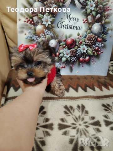 мини йоркширски териер момиче , снимка 6 - Йоркширски териер - 52749209