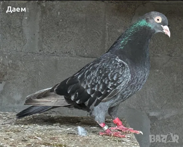 Поморийски Ролер и Мардини, снимка 10 - Гълъби - 56300271