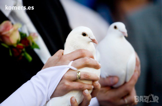  Бели гълъби  за сватби, тържества, ритуали и церемонии, снимка 3 - Гълъби - 36188439