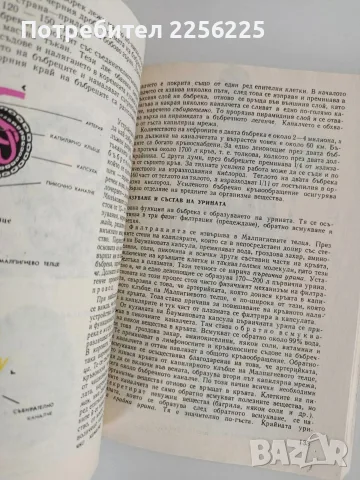 Анатомия и физиология на човека, снимка 4 - Специализирана литература - 56162969