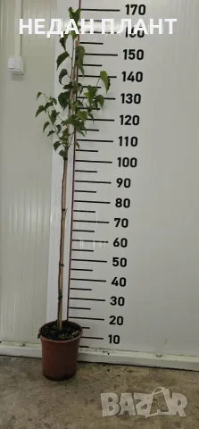 Бяла бреза/Betula pendula, снимка 2 - Градински цветя и растения - 56124196